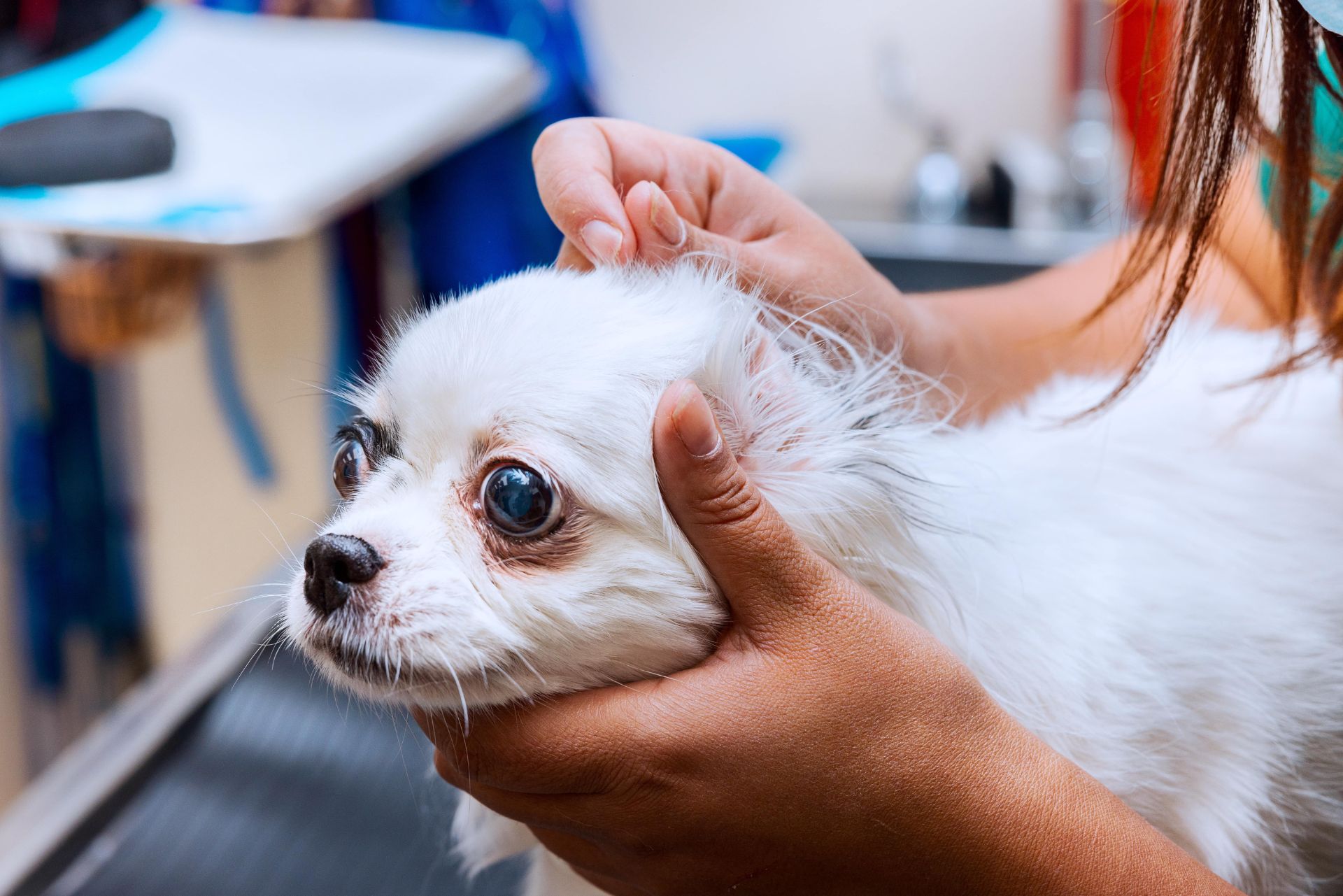 Pet Wellness Care