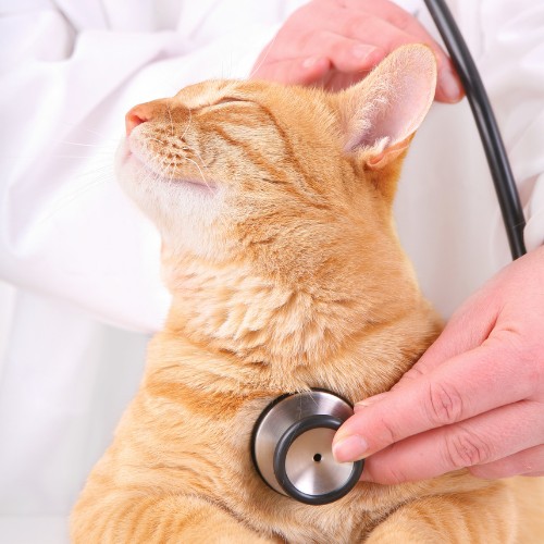 a cat is being examined by a veterinarian with a stethoscope